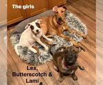 Small #16 Doberman Pinscher-Rhodesian Ridgeback Mix