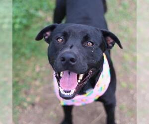 Labrador Retriever-Unknown Mix Dogs for adoption in San Antonio, TX, USA