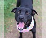 Small Labrador Retriever Mix