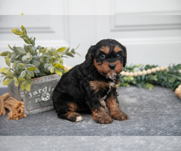 Medium Photo #2 Cavapoo Puppy For Sale in SHILOH, OH, USA