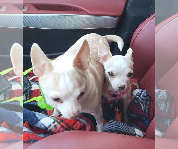 Medium Photo #4 Chihuahua-Unknown Mix Puppy For Sale in New London, WI, USA