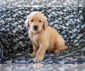 Golden Retriever Puppy for sale in SHILOH, OH, USA