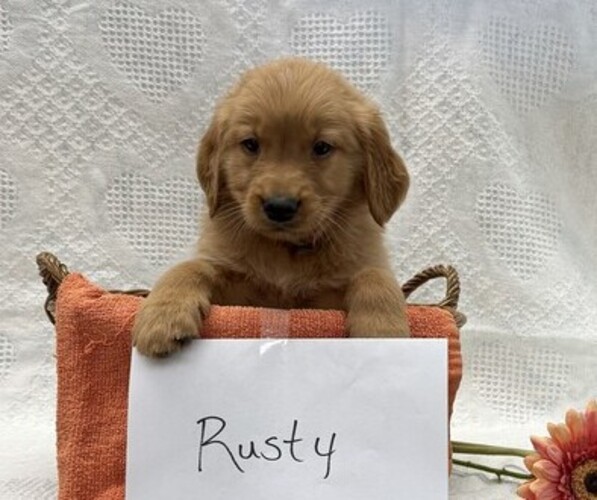 Medium Photo #4 Golden Retriever Puppy For Sale in OWEN, WI, USA