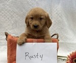 Small #3 Golden Retriever
