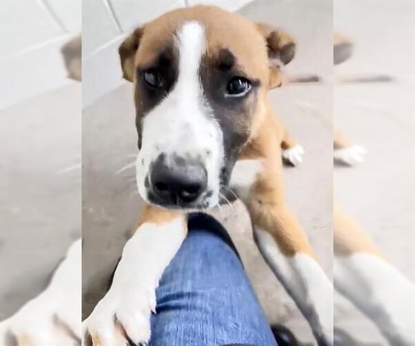 Medium Photo #2 Boxer-Unknown Mix Puppy For Sale in Houston, TX, USA