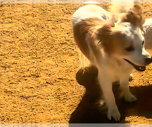 Father of the Maltese-Unknown Mix puppies born on 10/25/2025