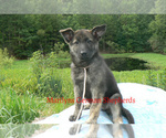 Small #2 German Shepherd Dog