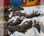Small Photo #18 Great Dane Puppy For Sale in OGDEN, UT, USA