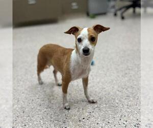 Chihuahua Dogs for adoption in Brighton, CO, USA