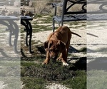 Small Photo #4 Rhodesian Ridgeback Puppy For Sale in MORONGO VALLEY, CA, USA