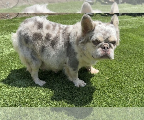 Medium Photo #1 French Bulldog Puppy For Sale in SOUTH GATE, CA, USA