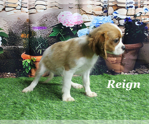 Cavalier King Charles Spaniel Puppy for sale in CHANUTE, KS, USA