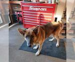 Small #4 German Shepherd Dog