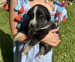 Small Photo #13 Australian Shepherd Puppy For Sale in SENECA, SC, USA