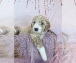 Small Photo #74 Aussie-Poo-Goldendoodle Mix Puppy For Sale in COMMERCE, MI, USA