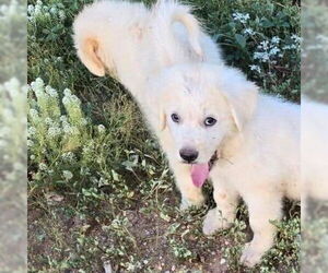 Great Pyrenees Dogs for adoption in Vail, AZ, USA