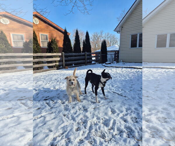Medium Photo #4 Cairn Terrier-Unknown Mix Puppy For Sale in Techny, IL, USA