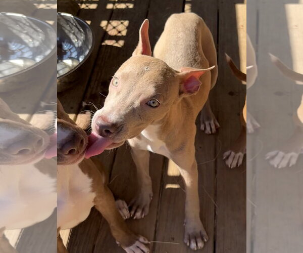 Medium Photo #3 American Pit Bull Terrier-Unknown Mix Puppy For Sale in Wetumpka, AL, USA