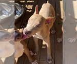 Small Photo #3 American Pit Bull Terrier-Unknown Mix Puppy For Sale in Wetumpka, AL, USA