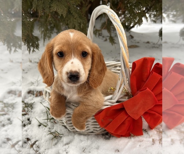 Medium Photo #2 Dachshund Puppy For Sale in MIDDLEBURY, IN, USA