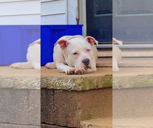 American Pit Bull Terrier Dogs for adoption in FRAMINGHAM, MA, USA