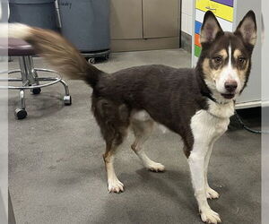 Aussie Siberian Dogs for adoption in Forestville, MD, USA