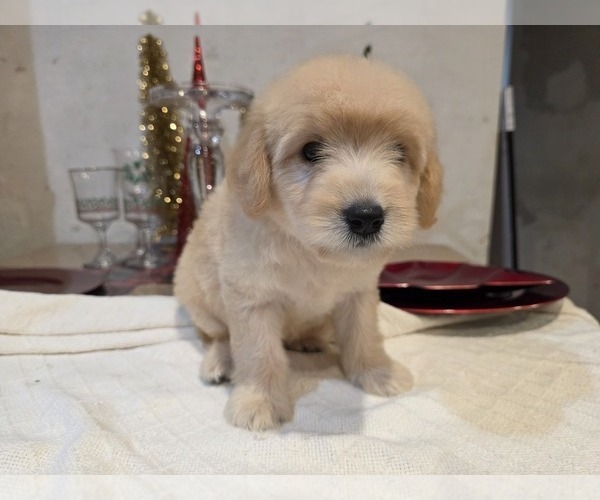 Medium Photo #16 Goldendoodle Puppy For Sale in DUBLIN, TX, USA