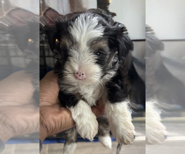 Medium Photo #10 Yorkshire Terrier Puppy For Sale in CONVERSE, TX, USA