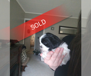 Shih Tzu Puppy for sale in BRISTOL, CT, USA