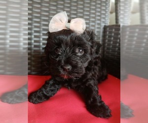 YorkiePoo Puppy for sale in HARRISON, MI, USA