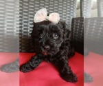 Small YorkiePoo