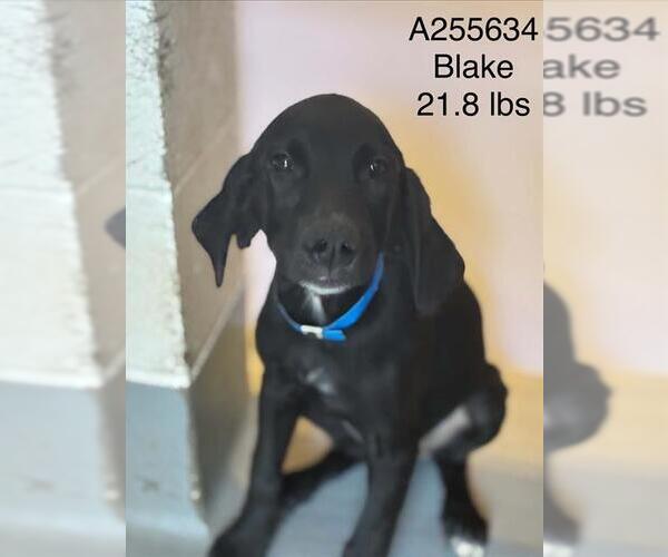 Medium Photo #2 Plott Hound-Unknown Mix Puppy For Sale in Visalia, CA, USA