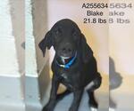 Small #1 Plott Hound Mix