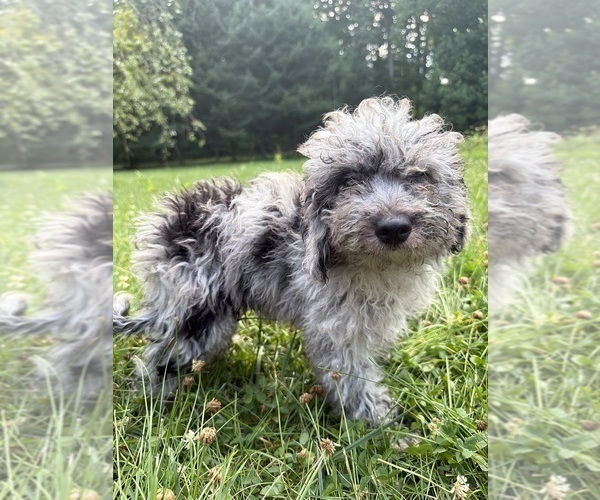 Medium Photo #32 Cavapoo (Miniature) Puppy For Sale in DURHAM, CT, USA