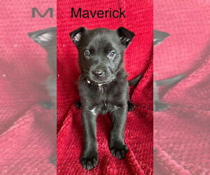 Labrador Retriever-Unknown Mix Dogs for adoption in Aurora, IN, USA