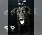 Small #1 Labrador Retriever
