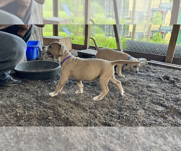 Medium Photo #19 American Pit Bull Terrier Puppy For Sale in NAPLES, FL, USA