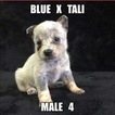 Small Photo #1 Australian Cattle Dog Puppy For Sale in JEFFERSON, SC, USA