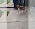 Small #9 American Pit Bull Terrier-Siberian Husky Mix