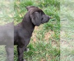 Small #3 Labrador Retriever Mix
