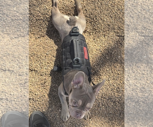 Medium Photo #1 French Bulldog Puppy For Sale in DENVER, CO, USA
