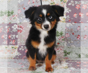 Miniature Australian Shepherd Puppy for sale in HARRISON, OH, USA
