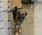 Small Mutt