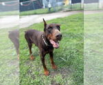 Small #2 Doberman Pinscher