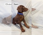 Small #3 Doberman Pinscher