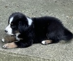 Puppy Oreo Miniature Australian Shepherd