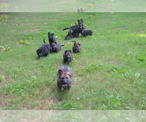 German Shepherd Dog Litter for sale in POWDER SPRINGS, GA, USA