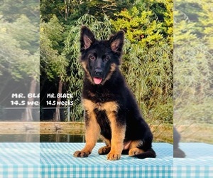 German Shepherd Dog Puppy for sale in GADSDEN, AL, USA