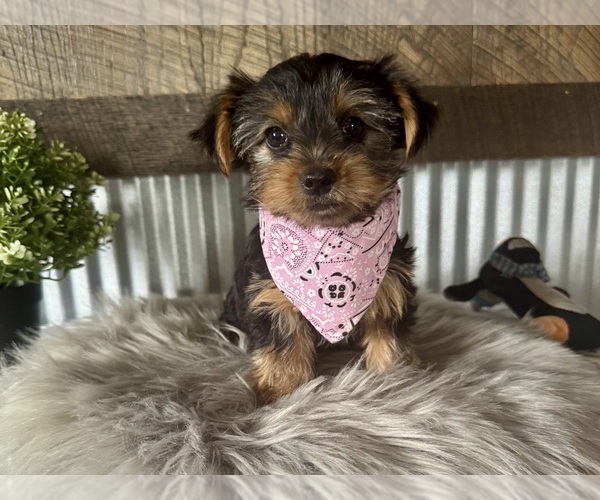 Medium Photo #2 Yorkshire Terrier Puppy For Sale in NAPPANEE, IN, USA