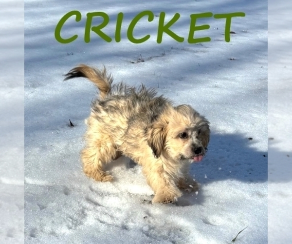 Medium Photo #3 Shih-Poo Puppy For Sale in HARTLAND, MN, USA